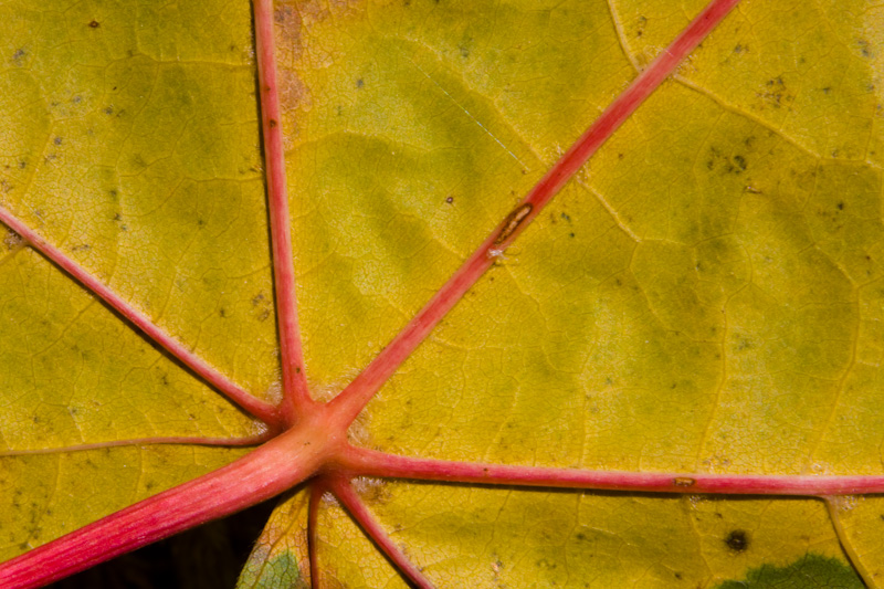 Fallen Maple Leaf Detail